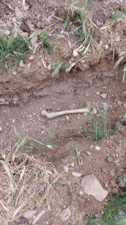 Među ljudskim kostima kod sv. Frane građani šetaju pse: Bager ih prekopao i razbacao po travi