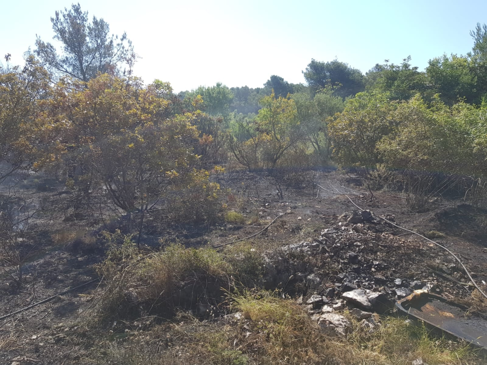 Spaljivanje travi u Brodarici otelo se kontroli: Vatra ipak nije stigla do kuća i borove šume