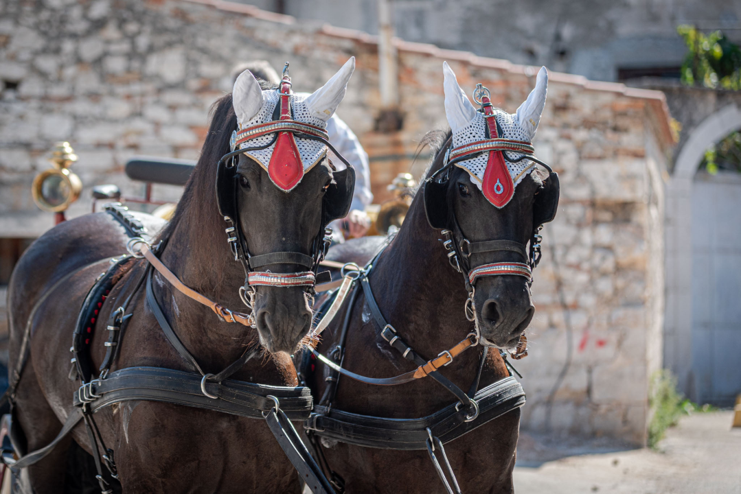 Vjenčanje na belgijski način: Dvije frizijske kobile kaskale centrom grada i rivom  
