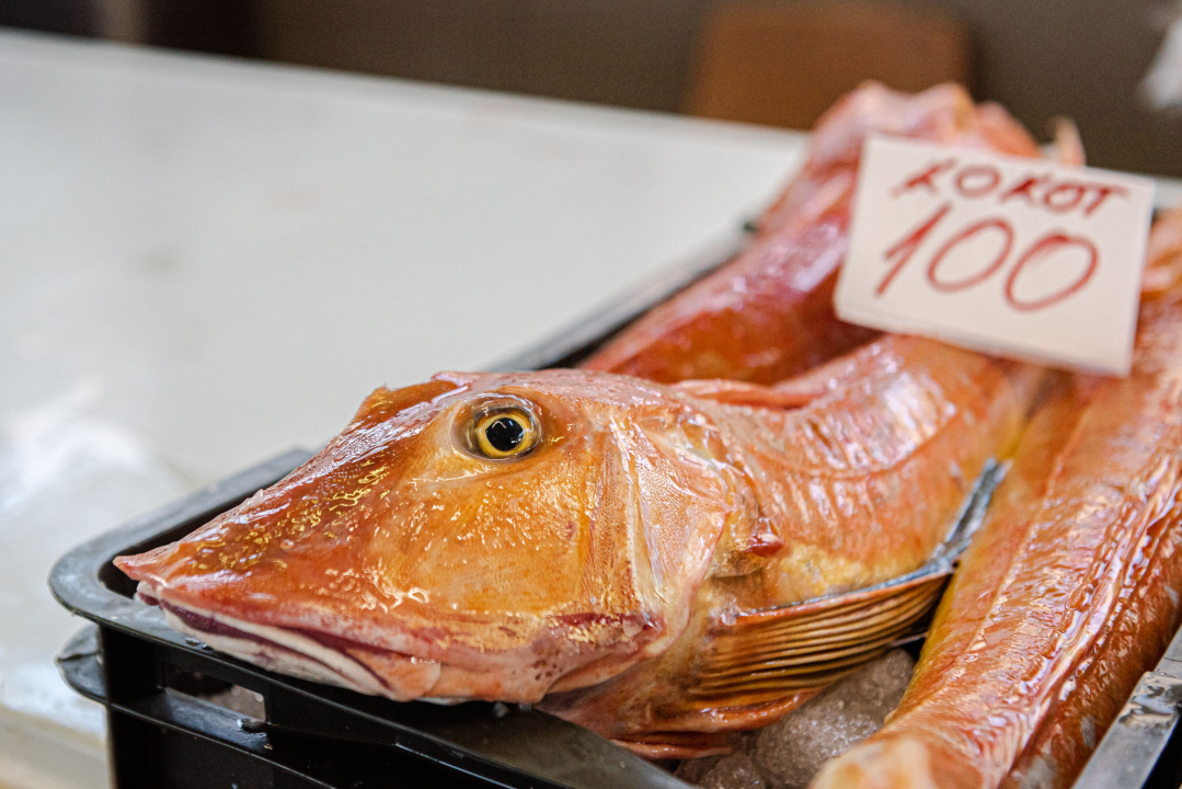 Od ogromnih kokota i mola sa šibenske peškarije dalo bi se skuhati juhu za omanji bataljun  