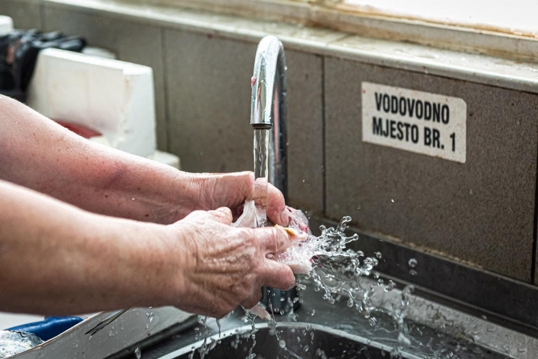 Od ogromnih kokota i mola sa šibenske peškarije dalo bi se skuhati juhu za omanji bataljun  