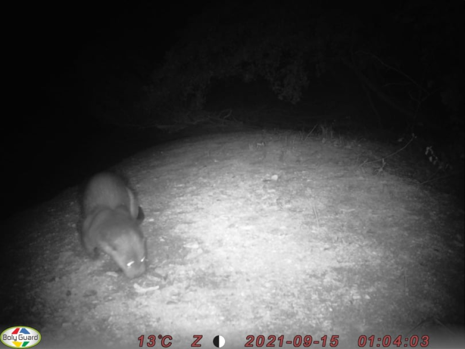 U NP Krka tijekom rujna pratili prisutnost vidre: Evo što su saznali o toj strogo zaštićenoj vrsti 