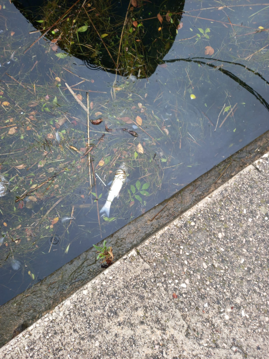 Udruga Titius Lozovac upozorava na povećan pomor ribe u Krki: 'Sve se preklapa s izvođenjem radova na plaži u Skradinu' 