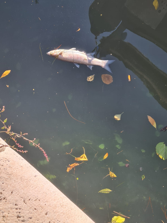 Udruga Titius Lozovac upozorava na povećan pomor ribe u Krki: 'Sve se preklapa s izvođenjem radova na plaži u Skradinu' 