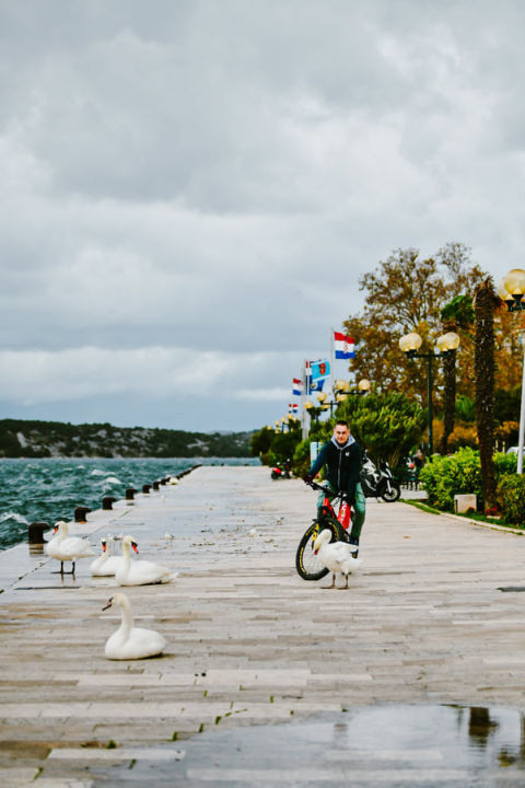 Jako jugo smeta svima: Labudovi se prebacili na rivu, nema odmora na uzburkanom moru 