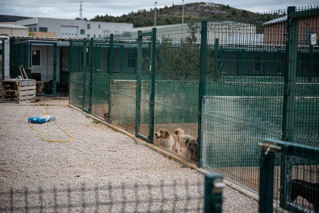 Reportaža iz As-Eka:  Malik, Mrva, Lisac, Stela... i oni bi s nekim ušli u Novu godinu!