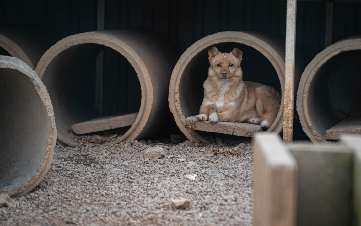 Reportaža iz As-Eka:  Malik, Mrva, Lisac, Stela... i oni bi s nekim ušli u Novu godinu!