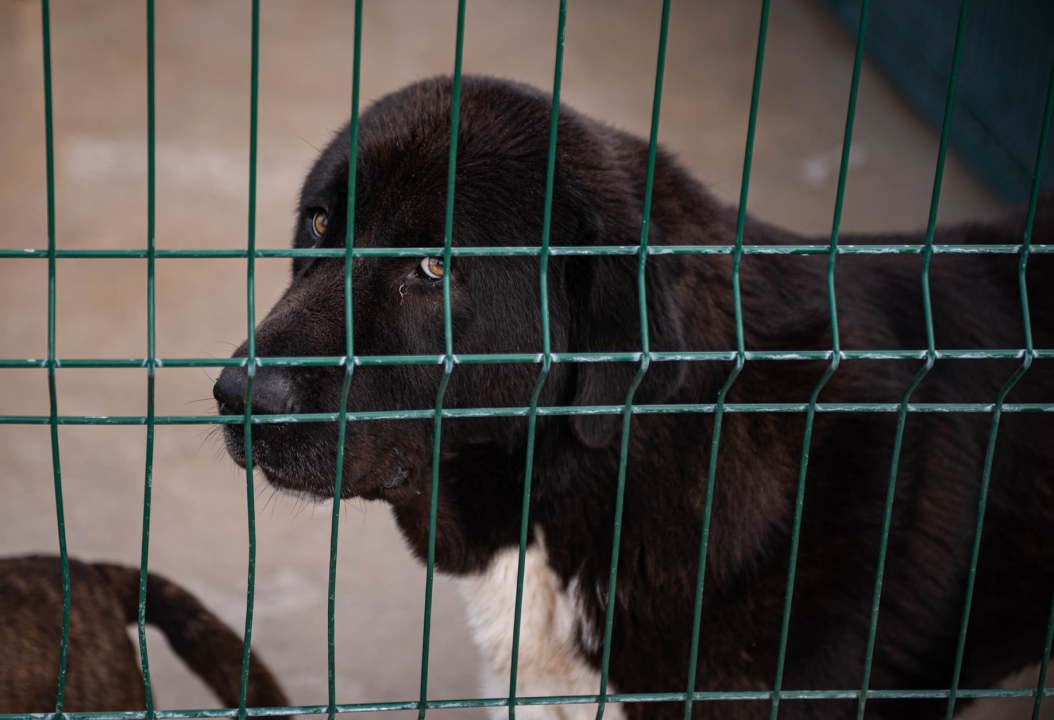 Reportaža iz As-Eka:  Malik, Mrva, Lisac, Stela... i oni bi s nekim ušli u Novu godinu!