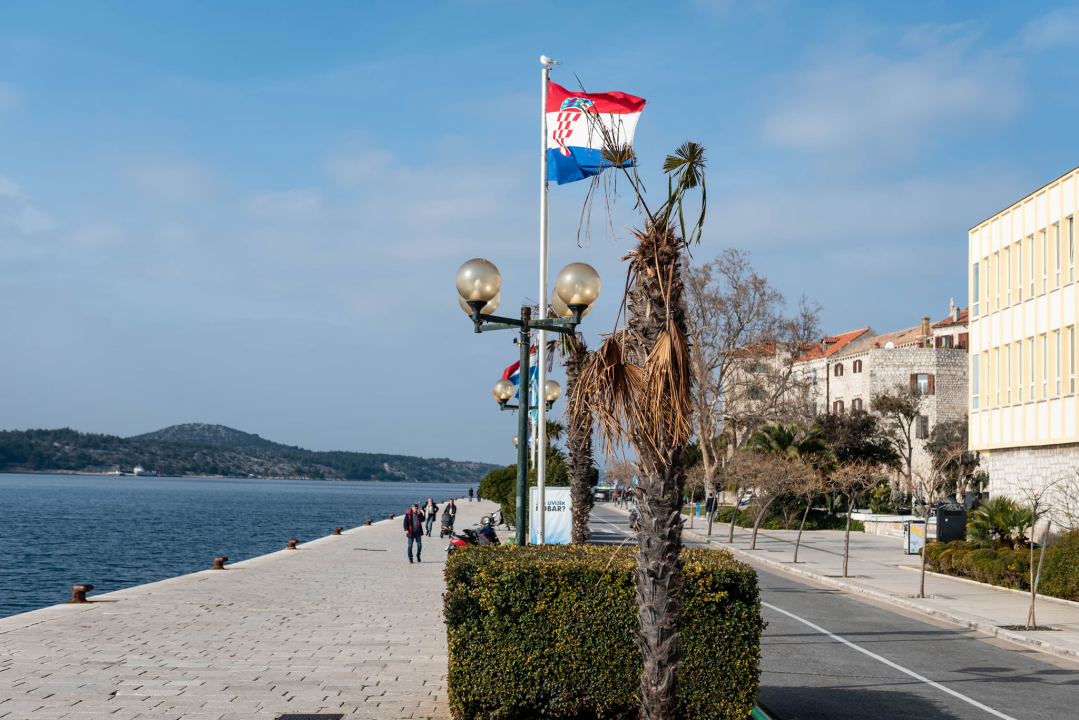Zeznuti azijski kukac presudio palmama na šibenskoj rivi: Nakon što se postavi nova rasvjeta, stiže dvadesetak novih stabala