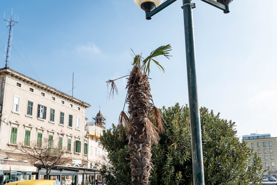 Zeznuti azijski kukac presudio palmama na šibenskoj rivi: Nakon što se postavi nova rasvjeta, stiže dvadesetak novih stabala