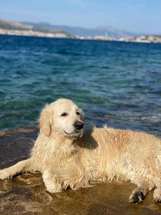 Najomiljenija pasmina na svijetu slavi svoj dan: Evo fotografija vaših zlatnih retrivera  