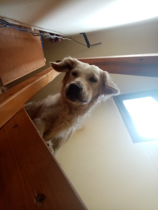 Najomiljenija pasmina na svijetu slavi svoj dan: Evo fotografija vaših zlatnih retrivera  