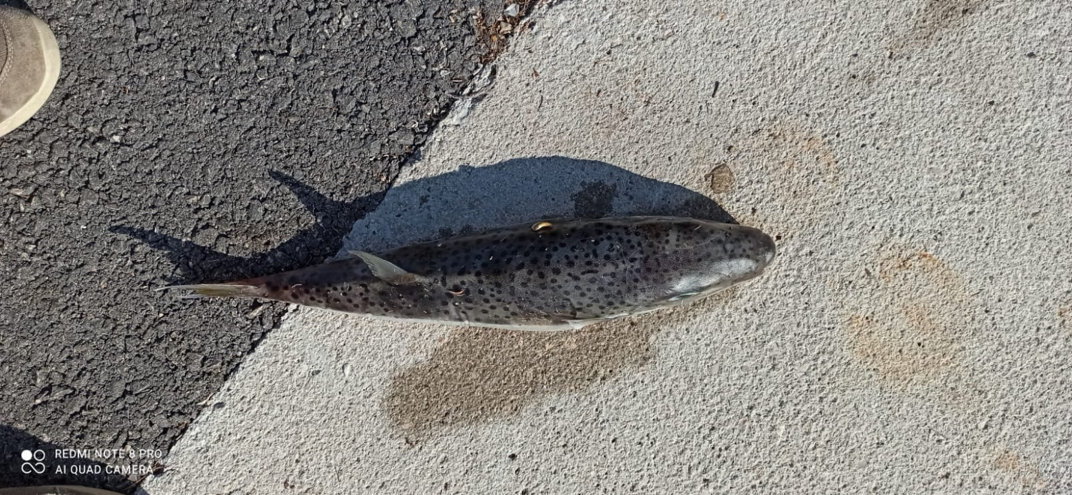 Otrovna riba napuhača ulovljena kod Pašmana: 'Konzumacija može izazvati teške tegobe, ponekad i smrt'