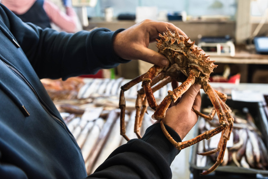 Fotogenična ponuda na šibenskoj peškariji: Grmalj, kokoti i nekoliko kolateralnih žrtava