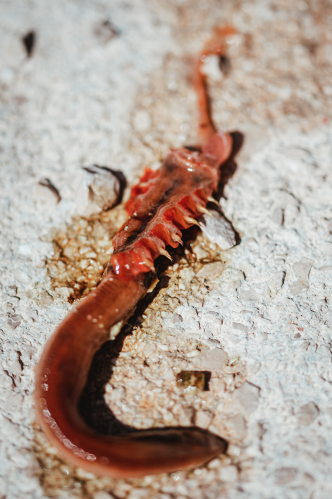 Ronioci su ovo ‘čudovište’ sa smećem izvukli u Zatonu, znate li što je?