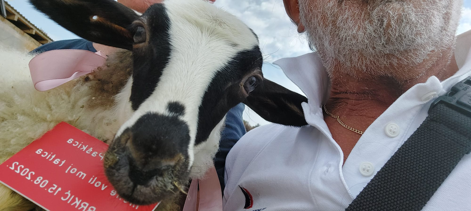 U Šibeniku spašen jedan janjeći život: 'To je poklon za bivšu janjocidnu osobu koja je danas janjofil'
