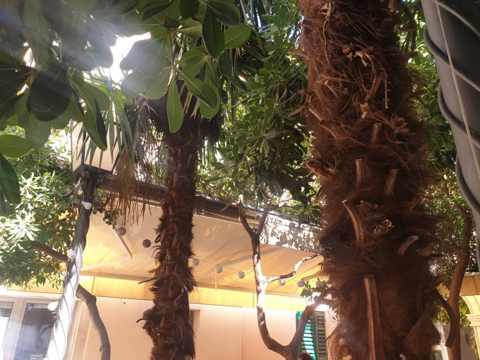 Zeleni grad uklonit će suhe palme s 'Trga 4 štekata': Jučer je jedna pala posred lokala na dječje igralište 