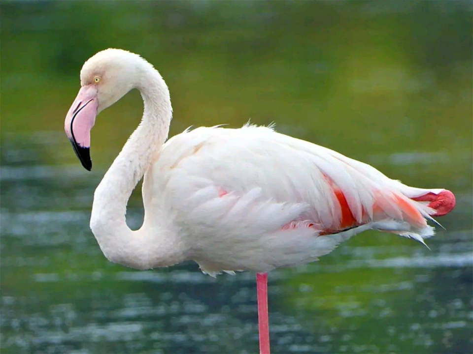 Plamenac u okolici Šibenika, a nije na napuhavanje: Sve češće dolaze u Hrvatsku