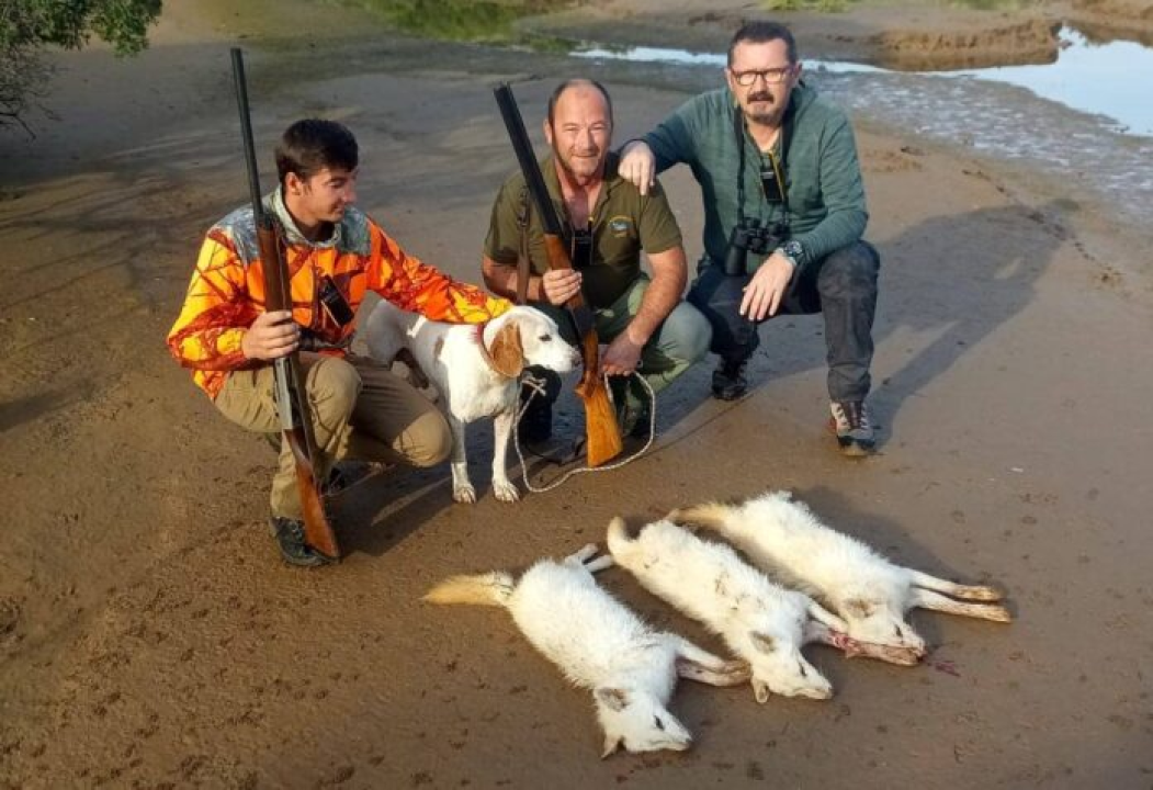 Na Lavsi na Kornatima odstrijeljena tri potpuno bijela čaglja