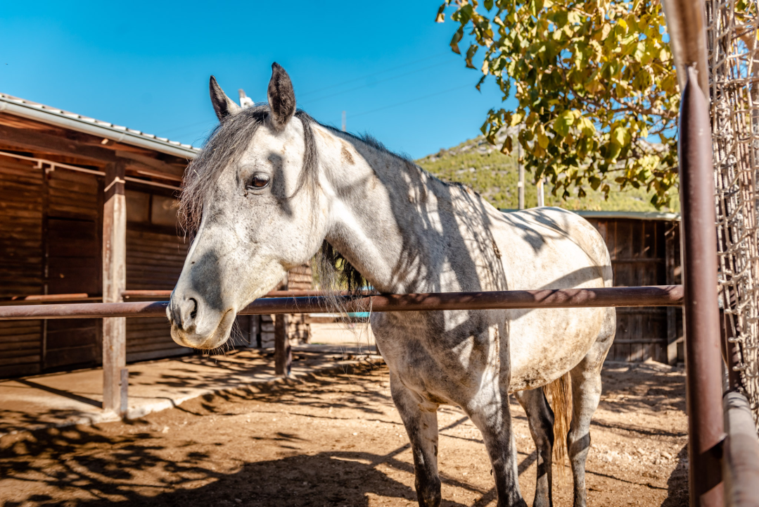 Suzana je učionicu zamijenila farmom u Dubravi: 'Kriza ima, ali svoju odluku nikada nisam požalila'