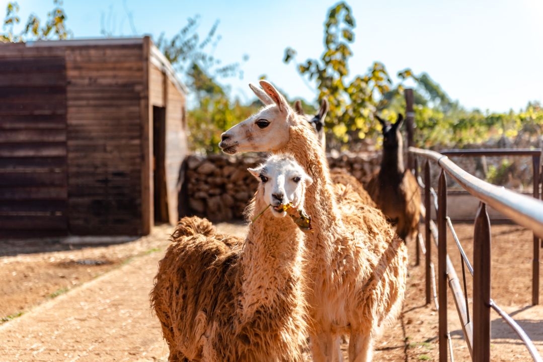 Suzana je učionicu zamijenila farmom u Dubravi: 'Kriza ima, ali svoju odluku nikada nisam požalila'