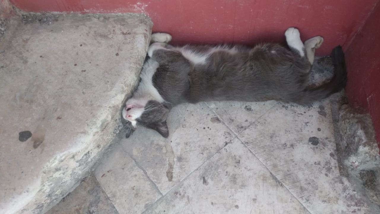 Jednoj šibenskoj maci hitno potreban smještaj: 'Osam godina proveo je na lokaciji na koju ga više ne možemo vratiti'