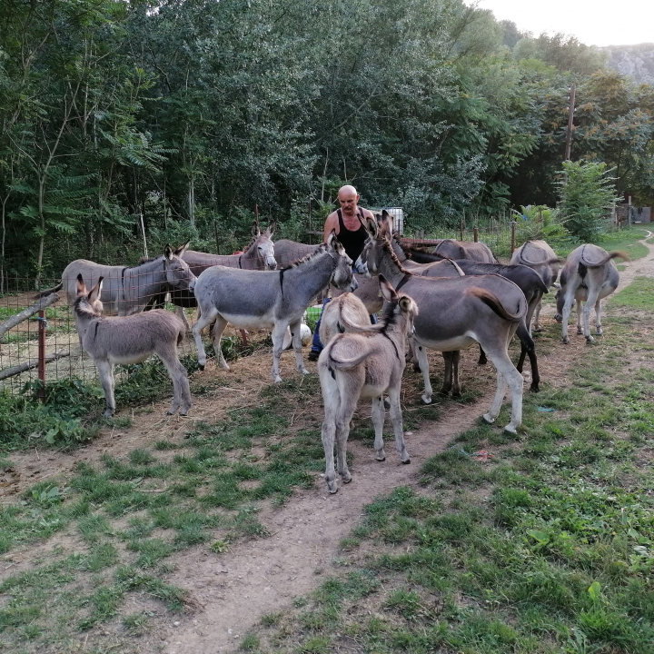 Paško je ljubav prema magarcima pretvorio u obiteljski posao: 'Kćer će mi biti dostojna zamjena na utrkama'