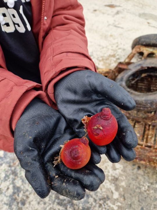 Na području TEF-a održana 3. akcija čišćenja podmorja u sklopu projekta Plavi Jadran 