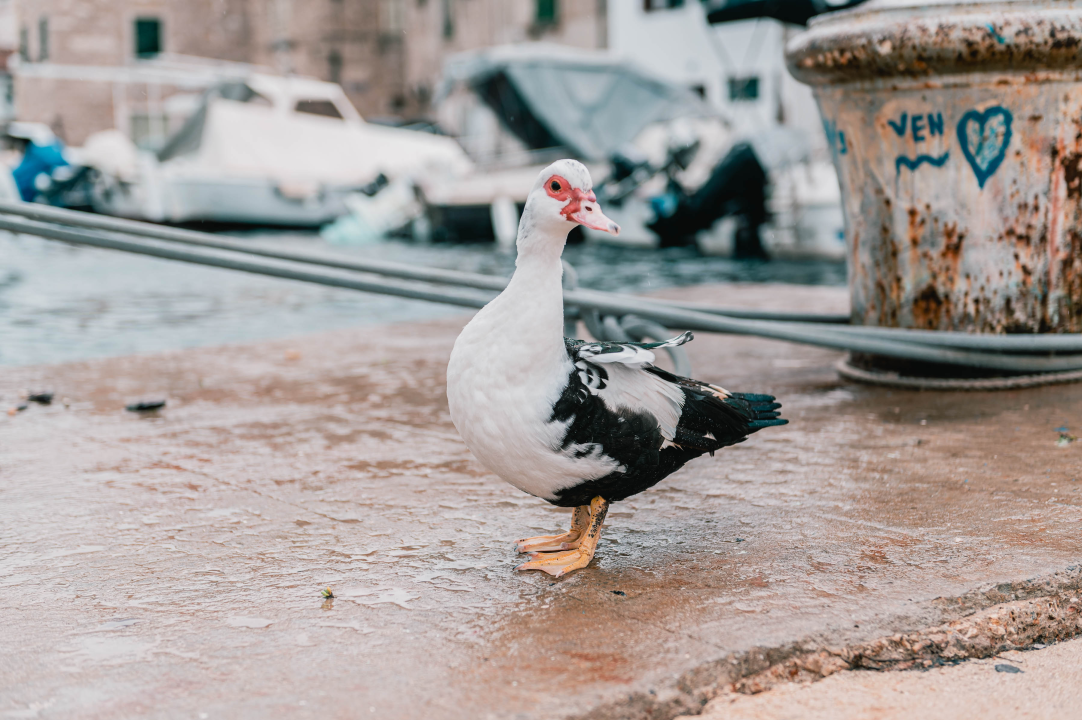 Patak Mile je dolački mezimac, labudovi nisu dobrodošli: ‘Posla bi ih kod britanske kraljice’