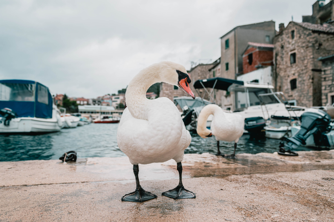 Patak Mile je dolački mezimac, labudovi nisu dobrodošli: ‘Posla bi ih kod britanske kraljice’