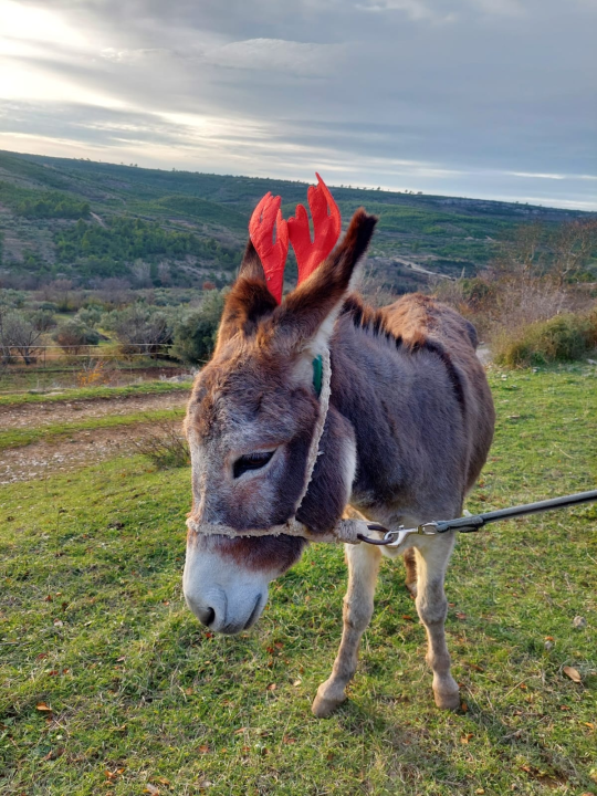 Božićni duh u skradinskom zaleđu: Magarice s kapicama prave pozerice