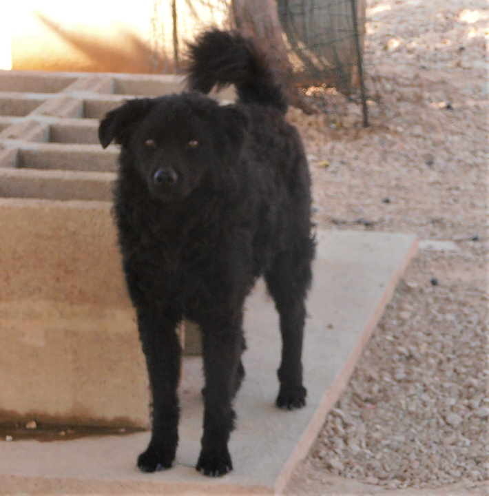 Hrvatski ovčar Tommy traži dom: Opušten je i zaigran, željan ljubavi i pažnje 