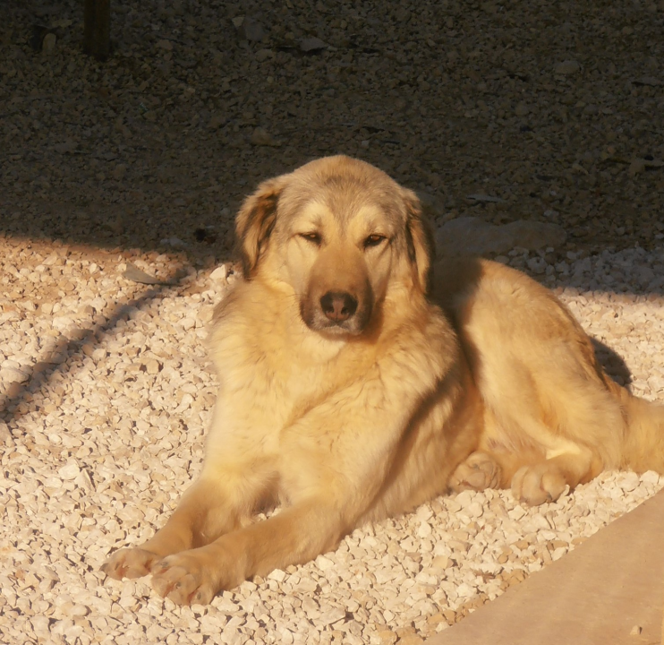Sunny traži novi dom: 'Nadamo se da će pronaći svoje ljude, najbolje na svijetu' 