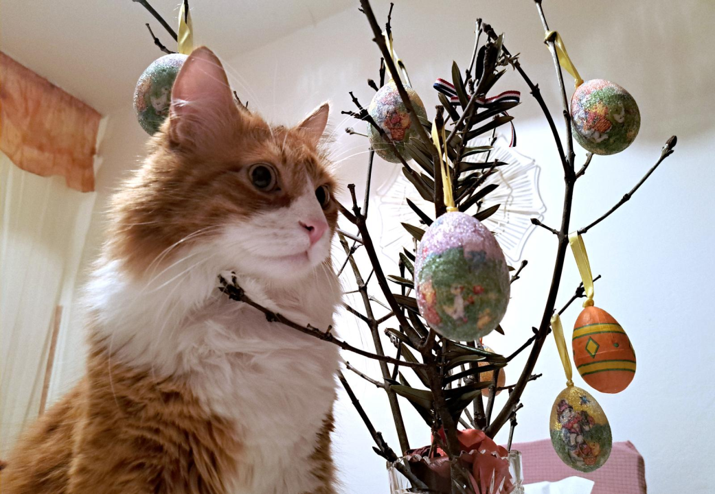 Bliži se Uskrs: Znaju to Šibenčani, a i njihove mačke 