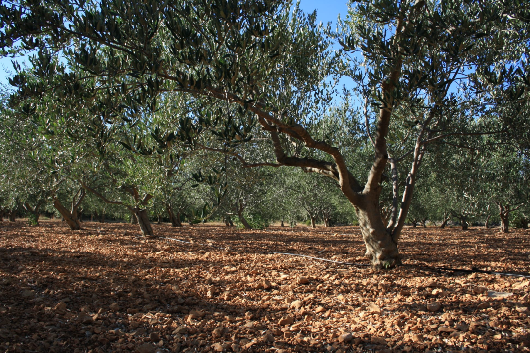 OPG Ivić od hobija postao obiteljski posao prepoznat u svijetu: 'Mnogo je truda i odricanja, ali priznanja daju vjetar u leđa'