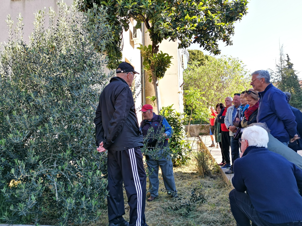 Prvo teorija pa onda praksa: Davorin Pamić nakon emisije maslinarima prezentirao rezidbu masline    