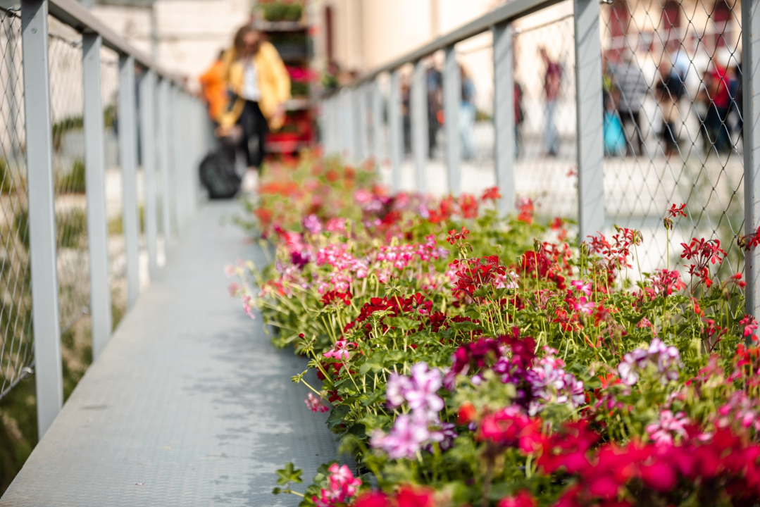 Stotinjak građana utjehu našlo u điranima: 'Vidi ove, cili je vrt natrpala!'