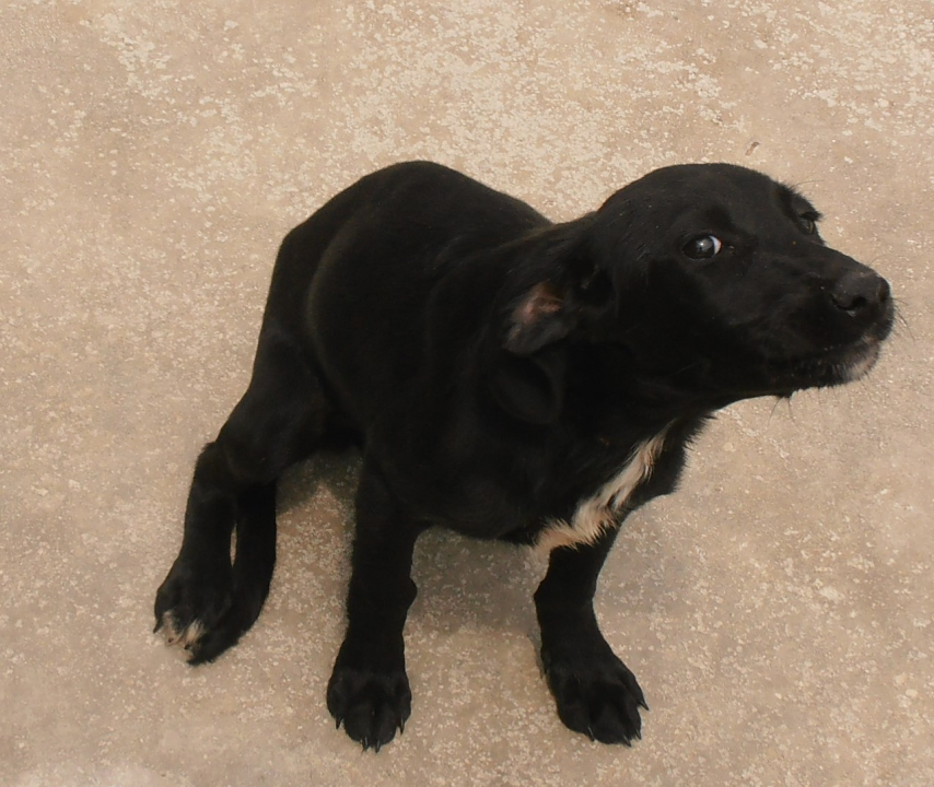 Jolanda traži dom: 'Karakterom jako draga i zaigrana te idealne dobi za odgoj' 