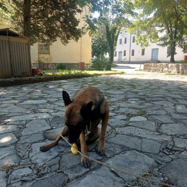 Mladi belgijski ovčar nađen u Kninu traži novi dom