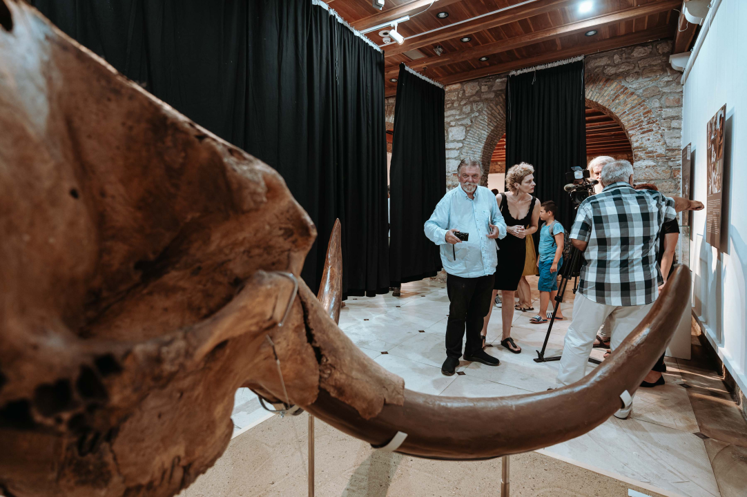 U Muzej ‘stigao’ stepski mamut iz Slavonskog Broda: ‘I Drniš svog mamuta ima'