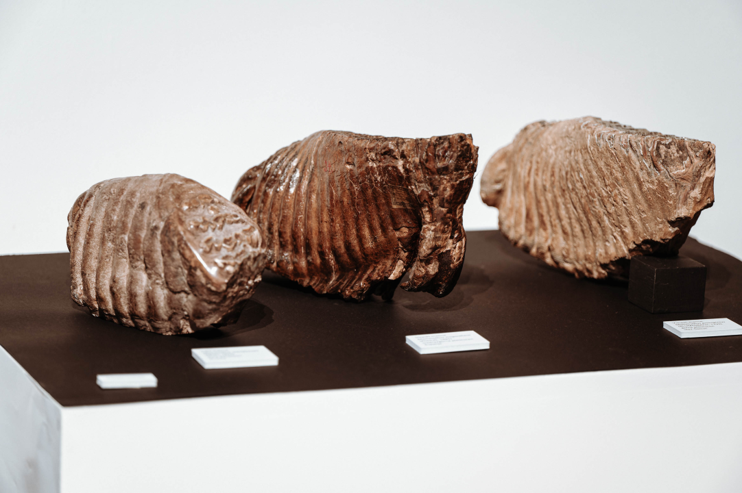 U Muzej ‘stigao’ stepski mamut iz Slavonskog Broda: ‘I Drniš svog mamuta ima'