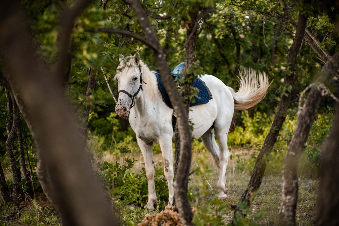 Obitelj Lovrić pokrenula posao s konjima na Miljevcima: 'Selo nudi sve, samo treba raditi'