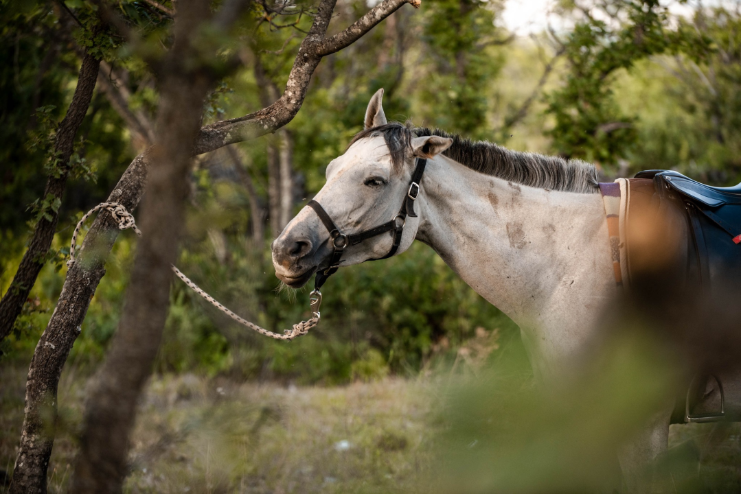 Obitelj Lovrić pokrenula posao s konjima na Miljevcima: 'Selo nudi sve, samo treba raditi'