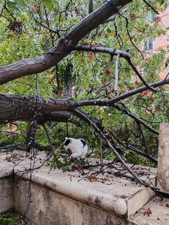 Olujni vjetar napravio kaos po gradu: Srušen rasvjetni stup na Starom pazaru, motori 'polegli' na Baldekinu...
