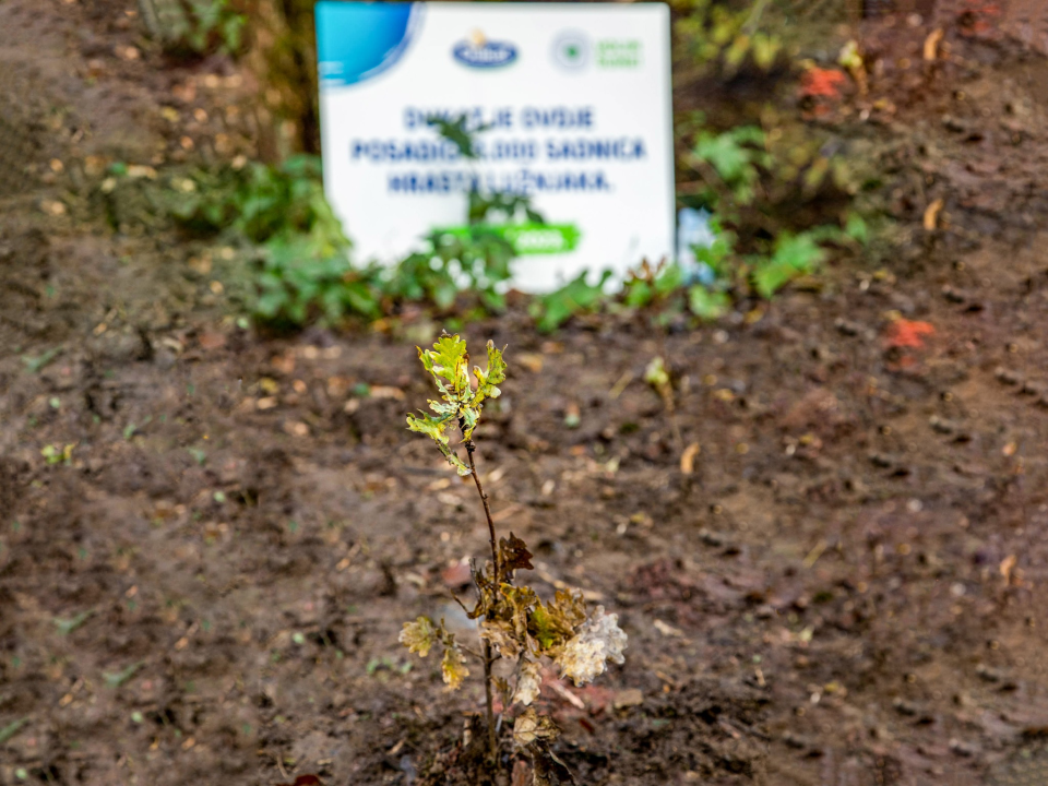 Zahvaljujući dječjim crtežima niče nova šuma od 11 tisuća sadnica!