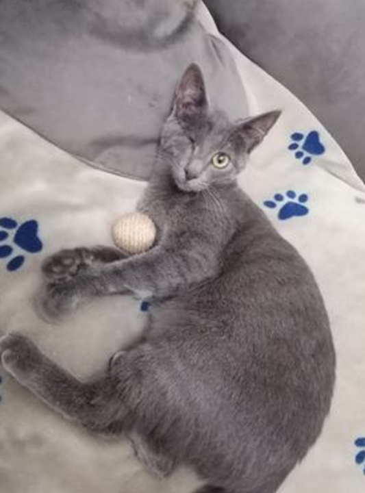 Mala maca traži dom i svoje ljude: 'Nadam se da postoji osoba kojoj ću biti najljepši'