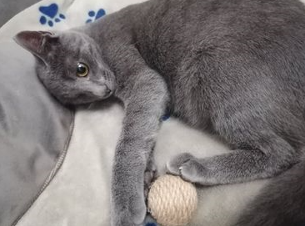 Mala maca traži dom i svoje ljude: 'Nadam se da postoji osoba kojoj ću biti najljepši'