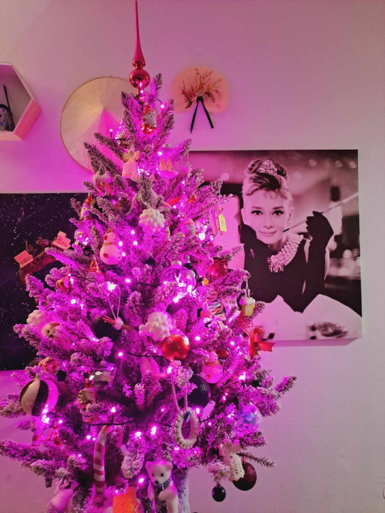 Provjerite tko su pobjednici izbora za naj jelku!