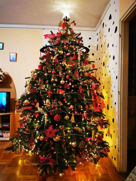 Provjerite tko su pobjednici izbora za naj jelku!