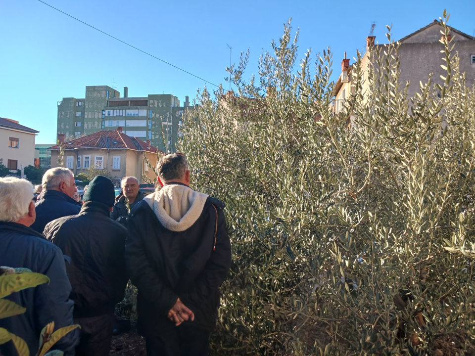 Ispred Radio Ritma prezentirana rezidba masline